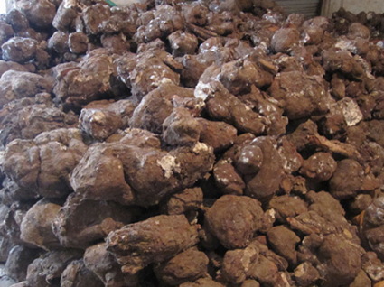 物原药材-湖南怀化靖州大量茯苓皮 全国最大中