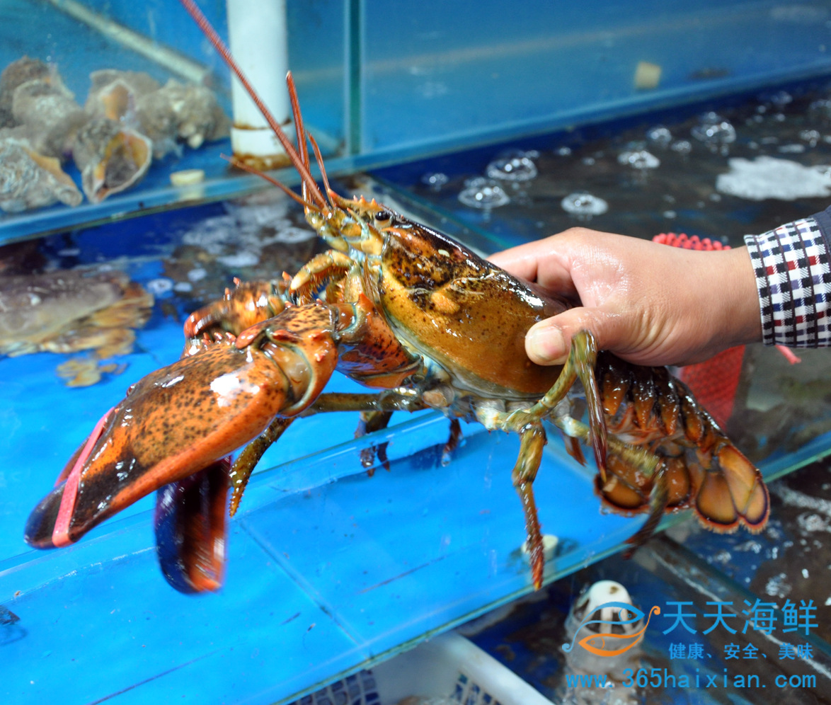 【北京天天海鲜】批发销售 鲜活波士顿深海大龙虾约1000/只