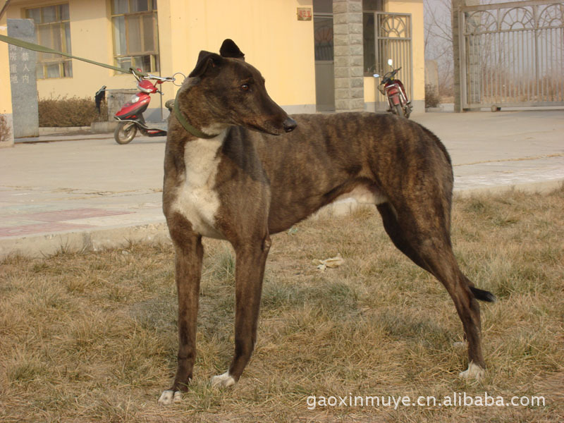 3-6个月的灵缇犬.格力犬.细犬.惠比特犬.纯种优质在山东高鑫牧业