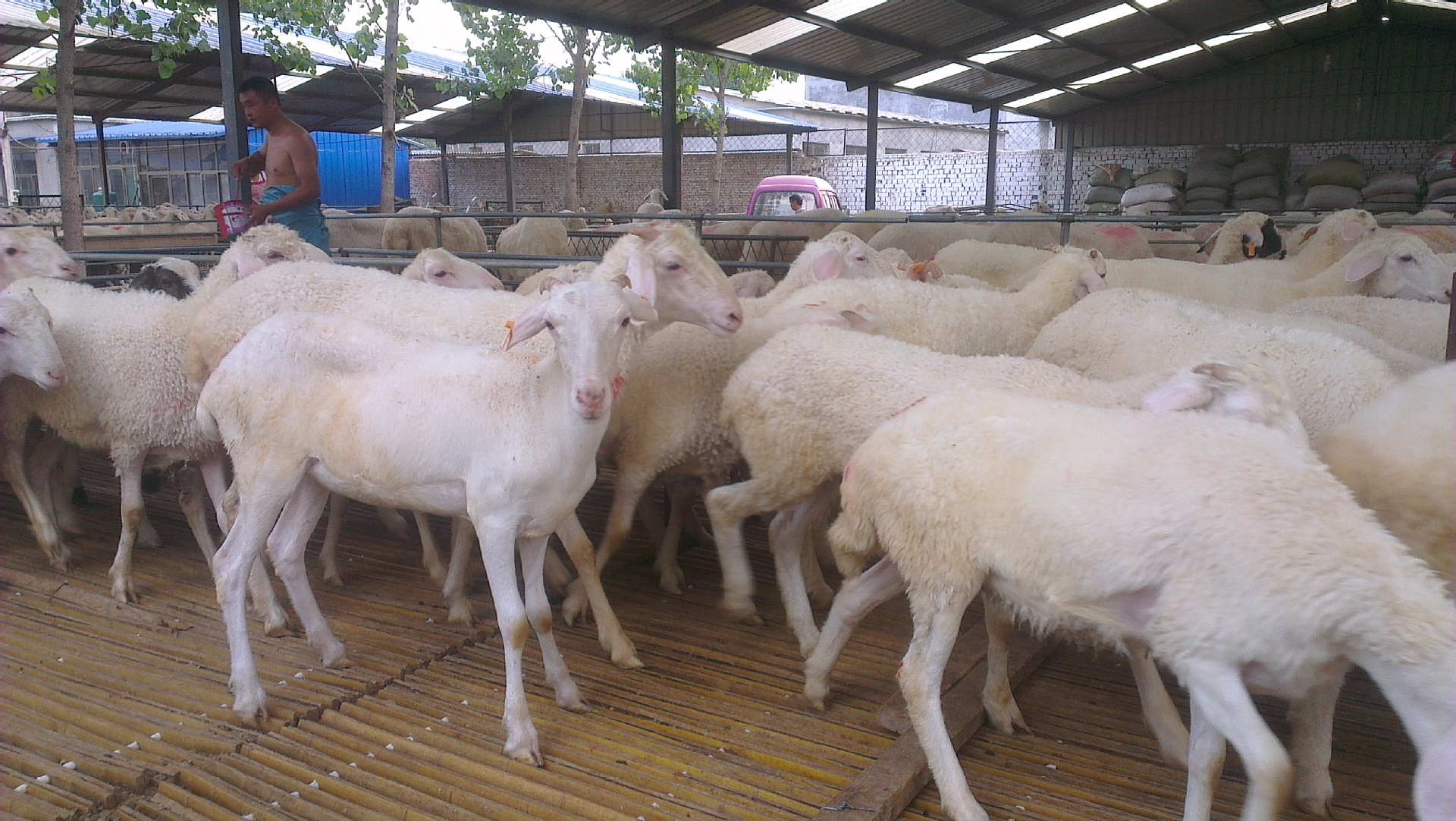 羊-河南适合养什么羊 适合圈养还是放养 今年改