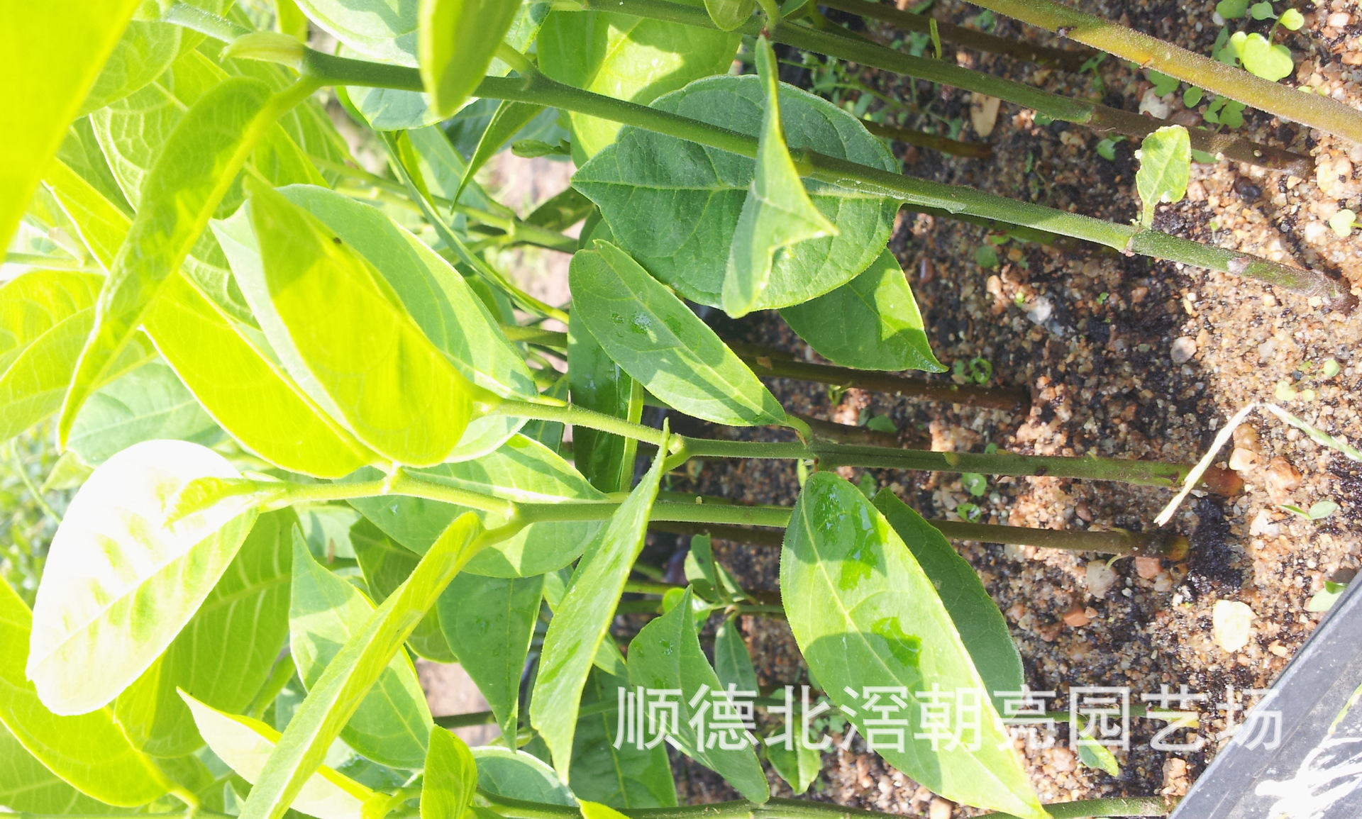 【菠萝蜜树苗(大树菠萝树苗)】价格,厂家,图片
