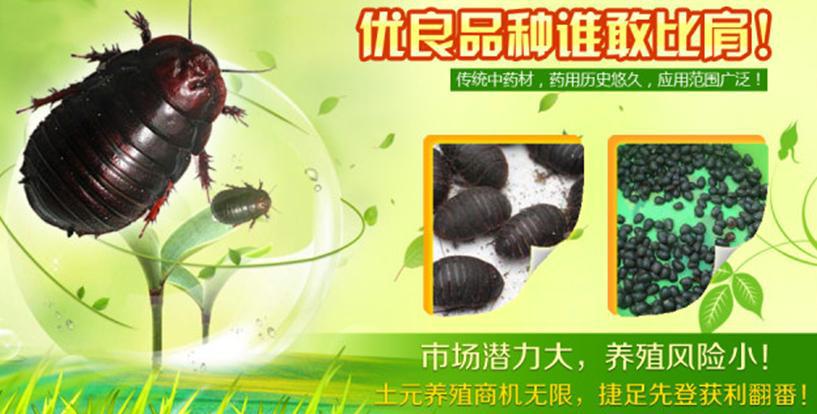 缅甸和记娱乐网址养殖 054404425