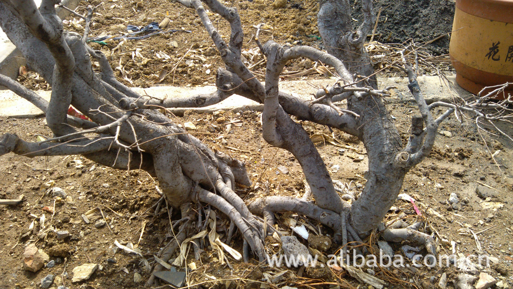盆景-榆钱 腊梅-盆景尽在阿里巴巴-王楼村花卉