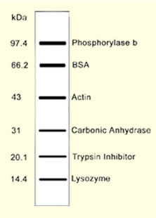 低分子量蛋白 marker