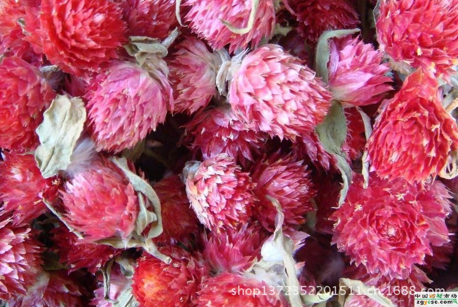 【批发红巧梅】价格,厂家,图片,植物提取物,张起