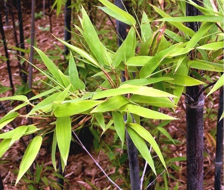 庭院竹子植物\/紫色竹子苗\/紫竹苗 图片