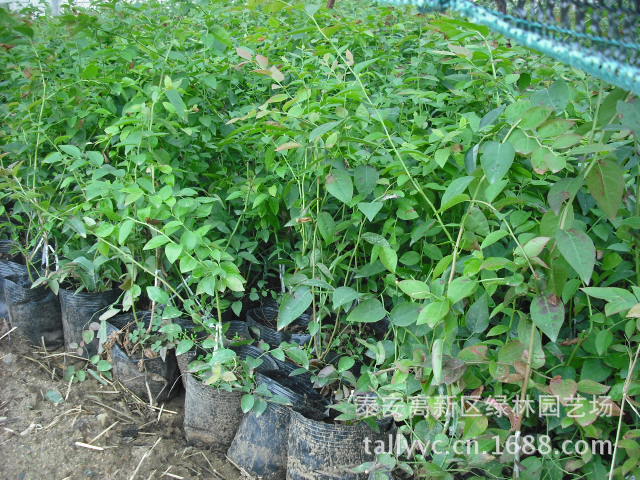 【直销优质树苗,蓝莓树苗,蓝莓树苗价格】价格