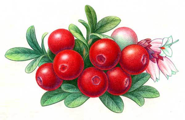 优质速冻红豆果现货出售图片,优质速冻红豆果现货出售图片大全,漠河宝德隆食品有限公司-4-马可波罗网