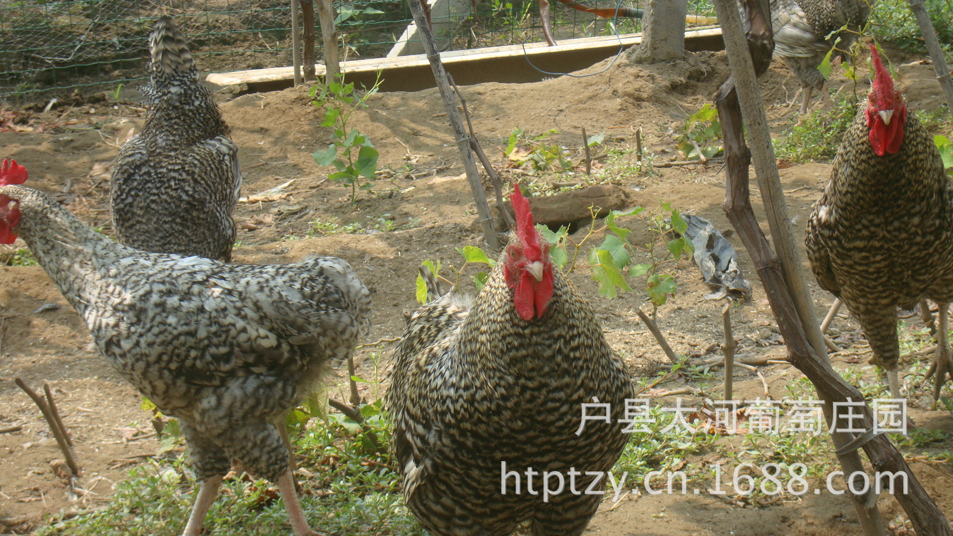 葡萄园散养芦花鸡限量热销中