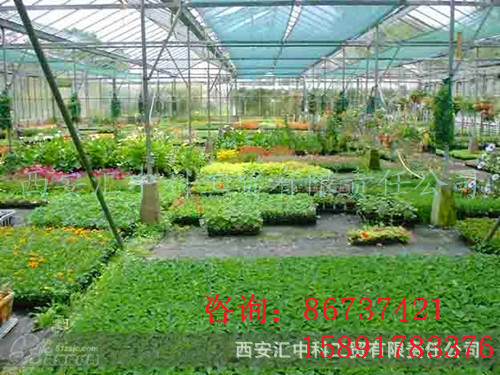 阳光板种植大棚_副本