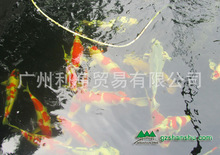 人口过滤循环系统_水池北上循环系统_水水池过滤别墅图片
