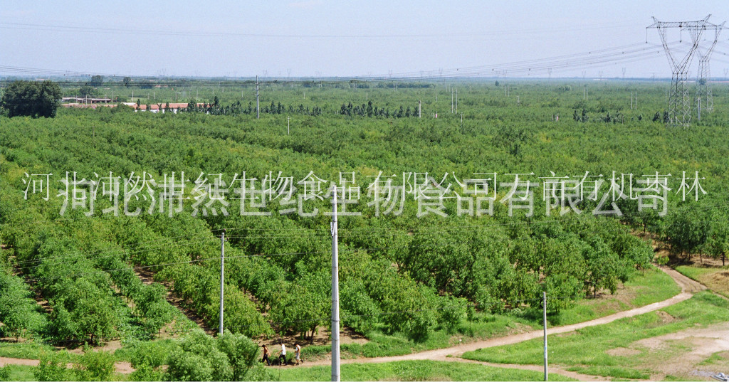 沛然万亩绿色枣林基地 水印