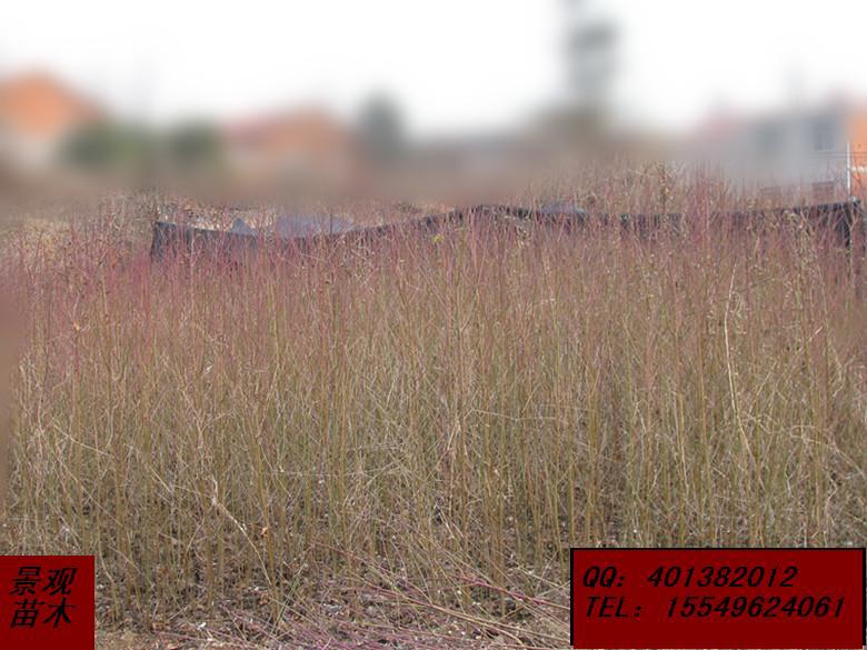 果树-野生桃树苗低价销售-果树尽在阿里巴巴-孝