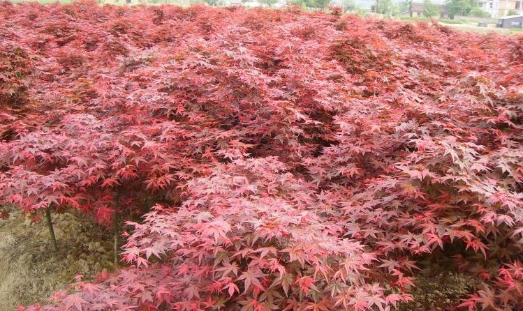 【批发彩色绿化工程用红枫小苗 红枫树苗 红枫