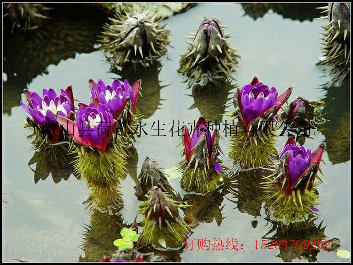 芡实 芡实种子 各种水生花卉销售种植 承接园林