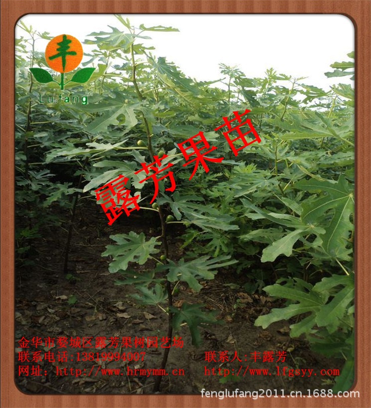 麦斯依陶芬无花果