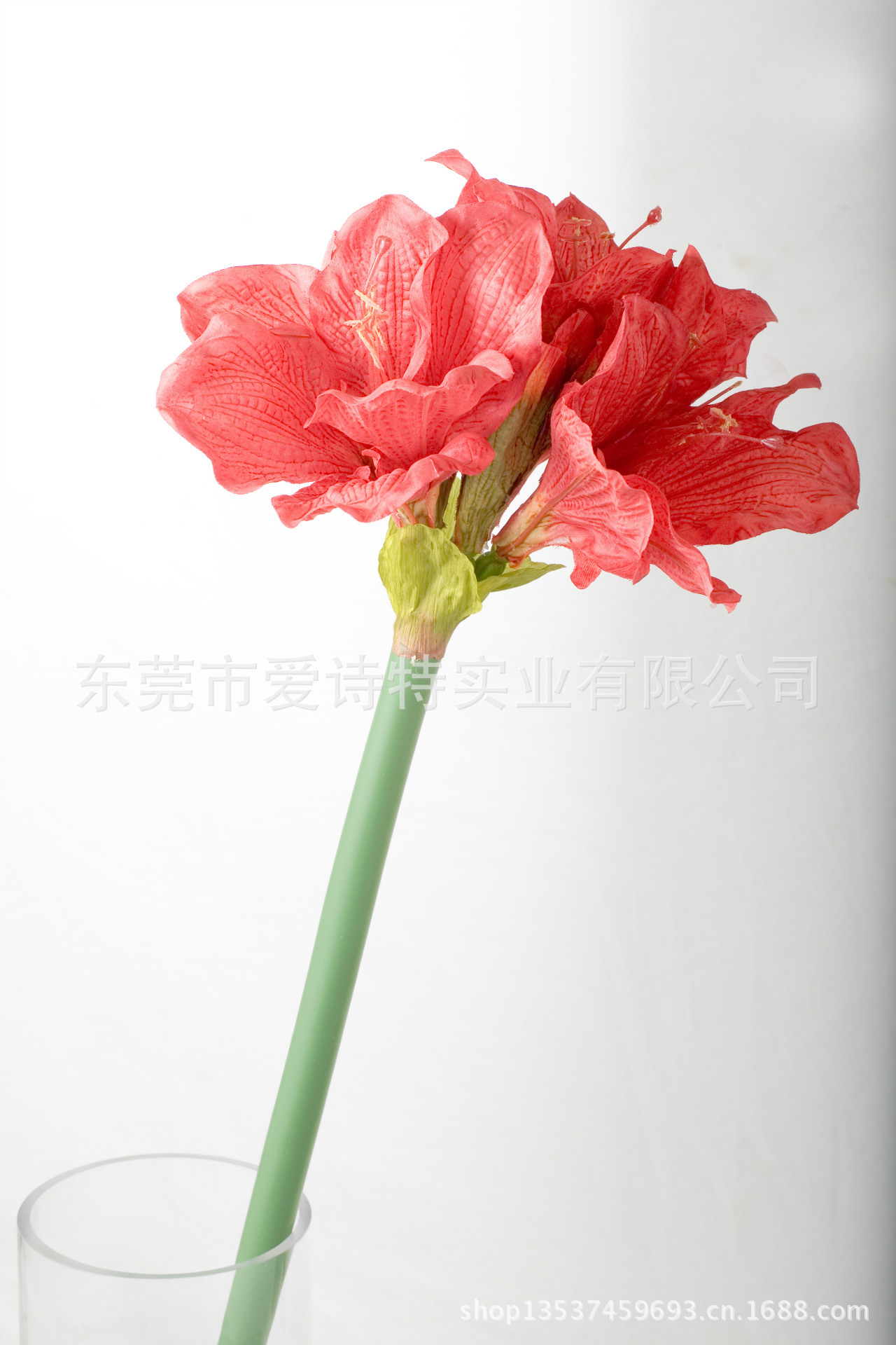 大君子兰44（Clivia miniata）SJB0825