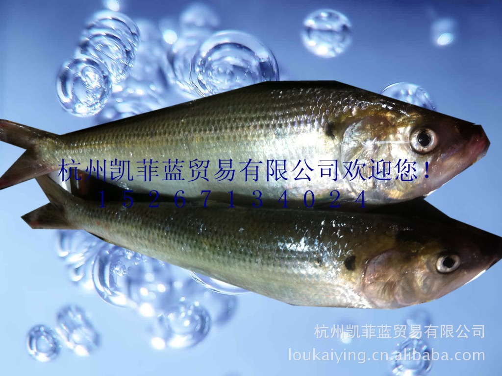 【北京上海热销 】美国鲥鱼|鲥鱼|长江鲥鱼等冰鲜水产