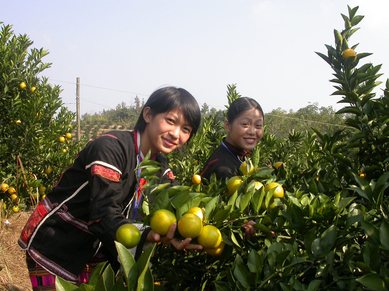 柑桔、橙、柚-供应批发海南水果特级绿脐橙-柑