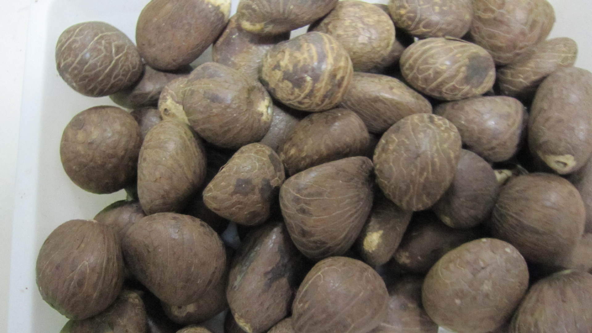 纯天然菩提根 象牙果 特小果 核雕把件 象牙果原料通货 菩提批发