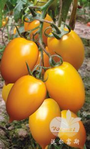 水果种子、种苗-高档黄色中果罗曼番茄品种-金