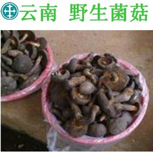 云南野生-新鲜黑牛肝菌 特色味美牛肝菌 无污染食用菌蘑菇
