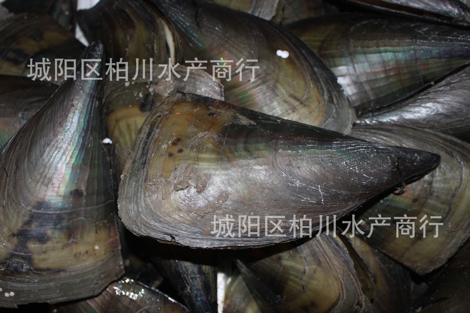 供应带子贝/江瑶贝,海鲜贝类批发,鲜活水产品