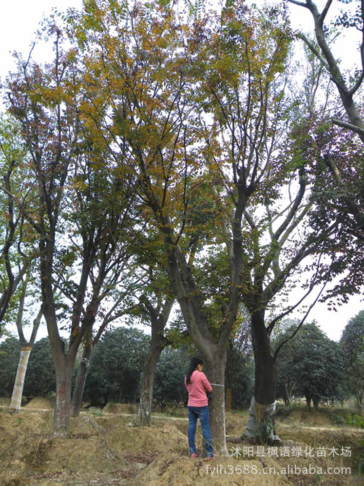 供应优质观花植物杜鹃石岩杜鹃石岩杜鹃盆栽石岩杜鹃价格