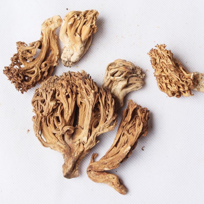 【刷把菌 珊瑚菌 天然野生山珍 低价促销 野生菌