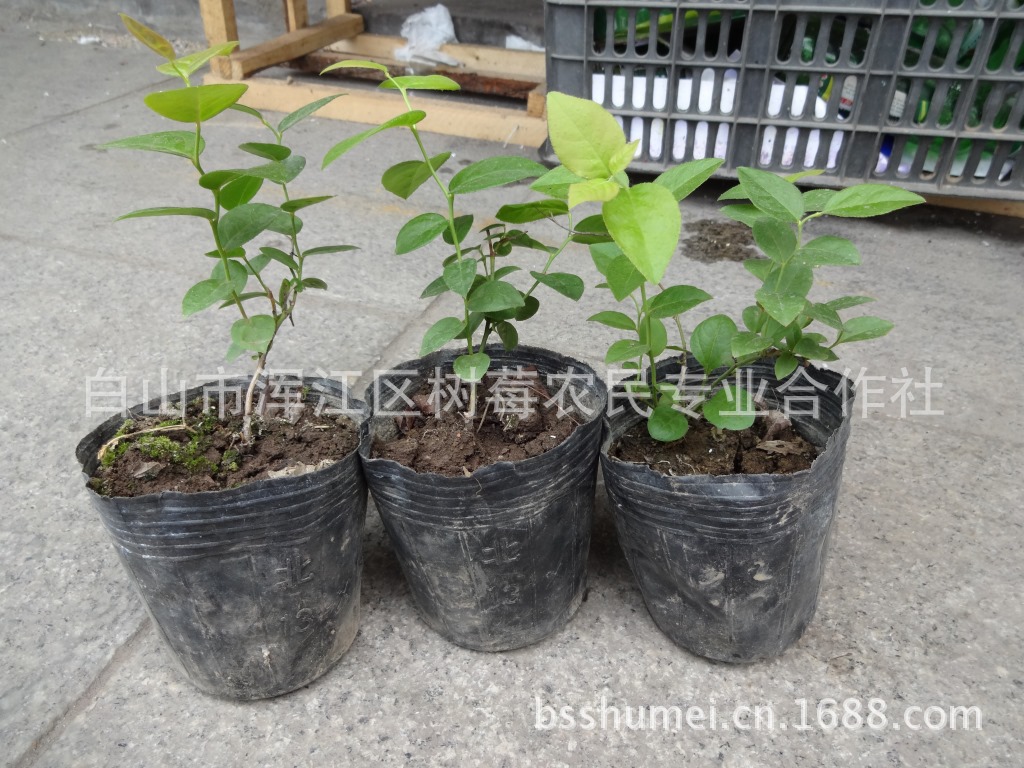 蓝莓苗,供各种带钵的蓝莓苗图片,蓝莓苗,供各种