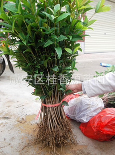 乔木-八月桂图纸桂花金桂柳叶绿化苗木50-8树苗做开始图片