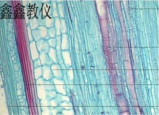 厂家大量生产供应优质植物切片