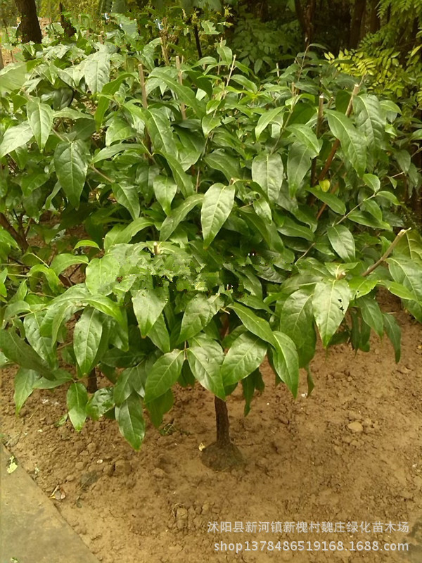乔木-供应:优质l绿化乔木 腊梅 腊梅盆栽 腊梅苗