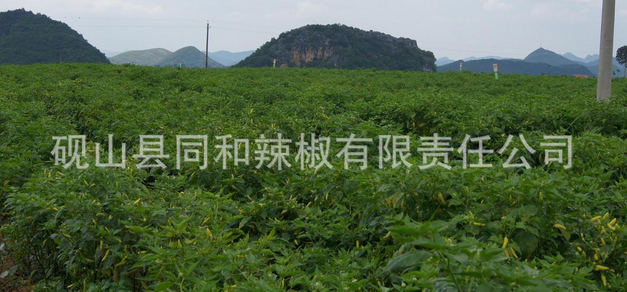 新泡小米椒,厂家供应新泡云南小米椒,泡小米辣椒报价