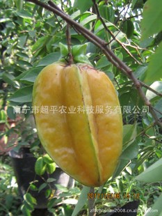 杨桃树图片_杨桃树图片大全 - 阿里巴巴海量精选高清