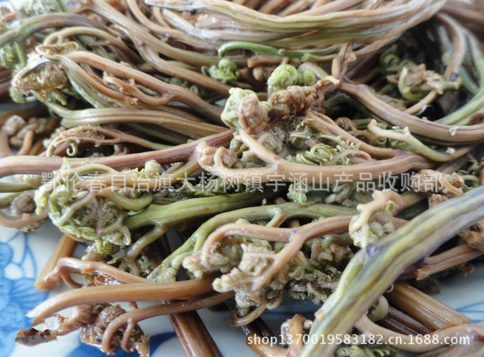 食品,饮料 新鲜蔬菜 野生菜类 大量供应 批发蕨菜 龙爪菜 野生原味嫩