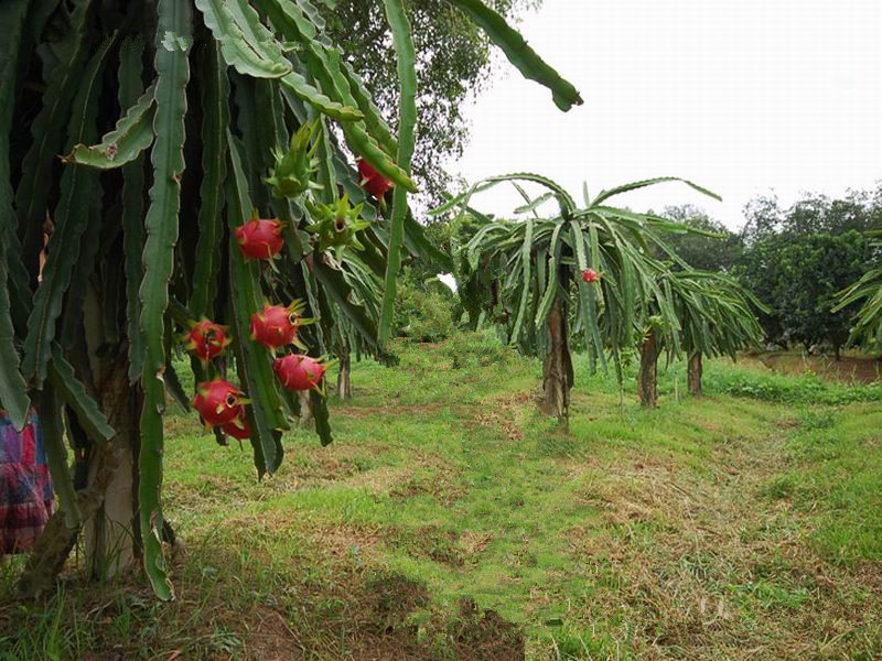 哪里有加工火龙果批发市场?
