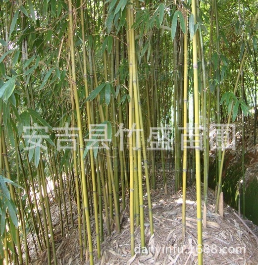 安吉县竹盛苗圃供应花杆早竹 紫竹雷竹等近百种观赏竹 可设计施工