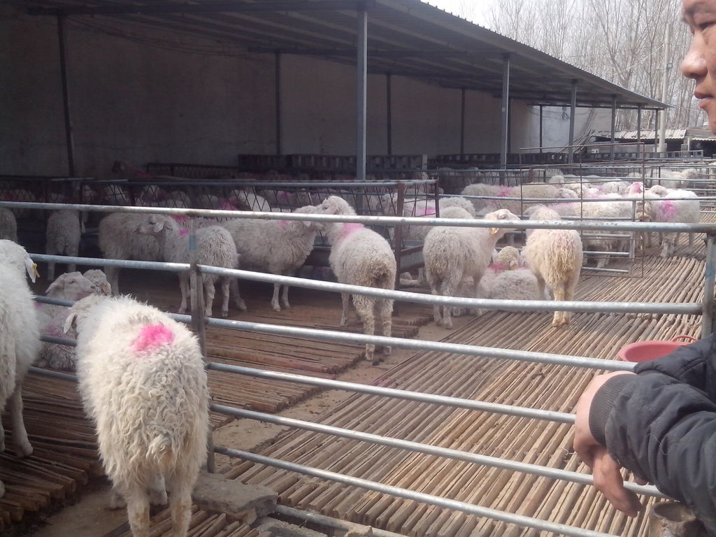 怎么建设小尾寒羊养殖场-羊舍用漏粪板的好处