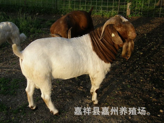 山东嘉祥纯种波尔山羊养殖基地 波尔山羊 怀孕母羊 3月龄羔羊