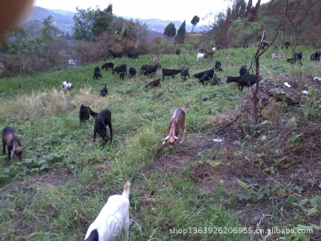 四川王氏黑山羊养殖场,活羊,小羊,种羊,羊肉出售