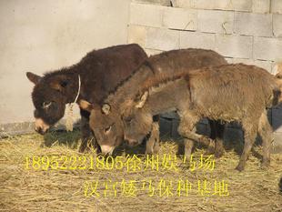 中国矮驴 迷你驴 小香驴 宠物驴 袖珍驴 袖珍牛 迷你牛
