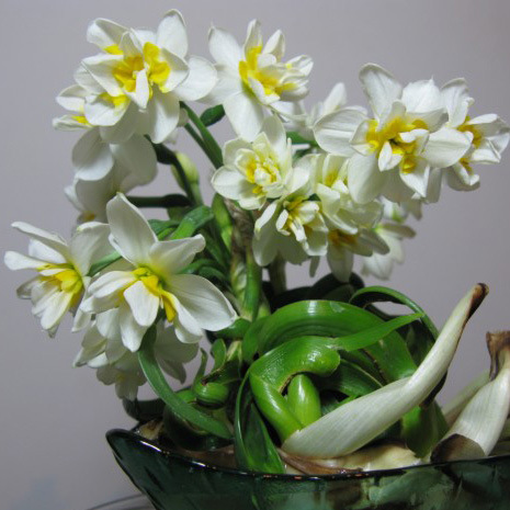 重瓣水仙花 玉玲珑品种 百叶水仙花批发2013漳州水仙花价格行情
