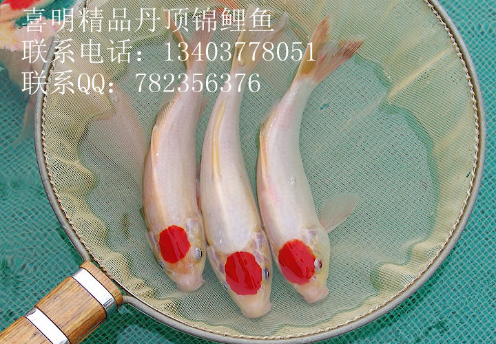 【供应观赏鱼锦鲤红白黄金白金三色昭和丹顶锦