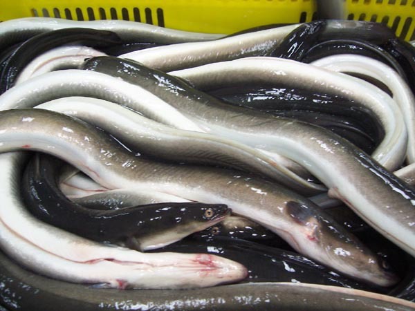 供应优质出口鳗鱼 河鳗 欧洲鳗 日本鳗