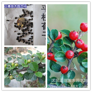 批发花卉种子 铺地蜈蚣 小叶栒子 矮红子 平枝荀子种子
