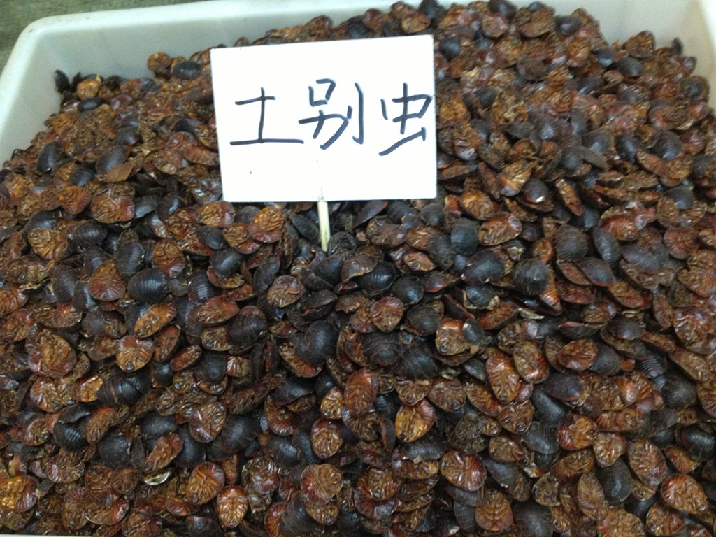 【批发 中药材土元 地鳖虫/ 土鳖 / 土鳖 虫/蛰虫/土