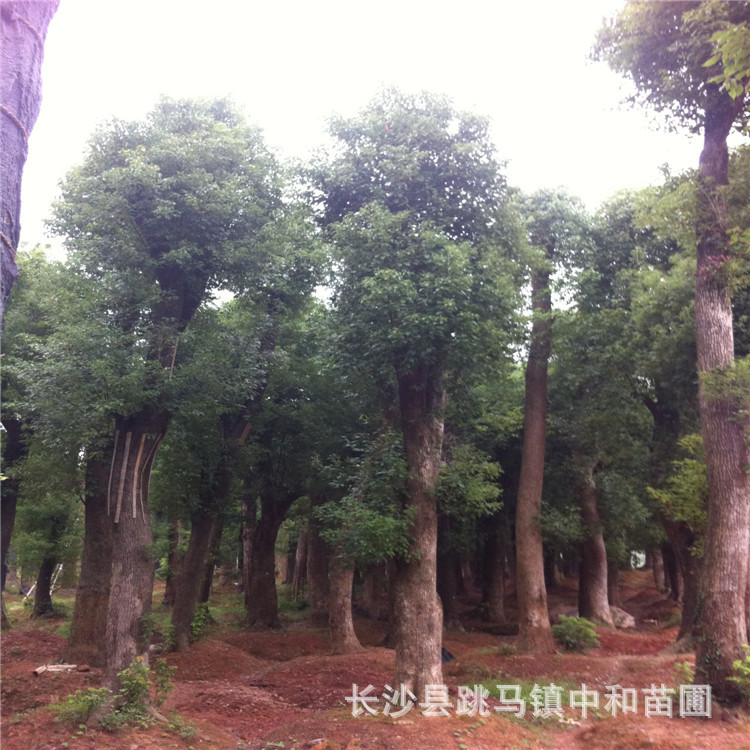 乔木-湖南长沙跳马中和苗圃专业销售优质绿化