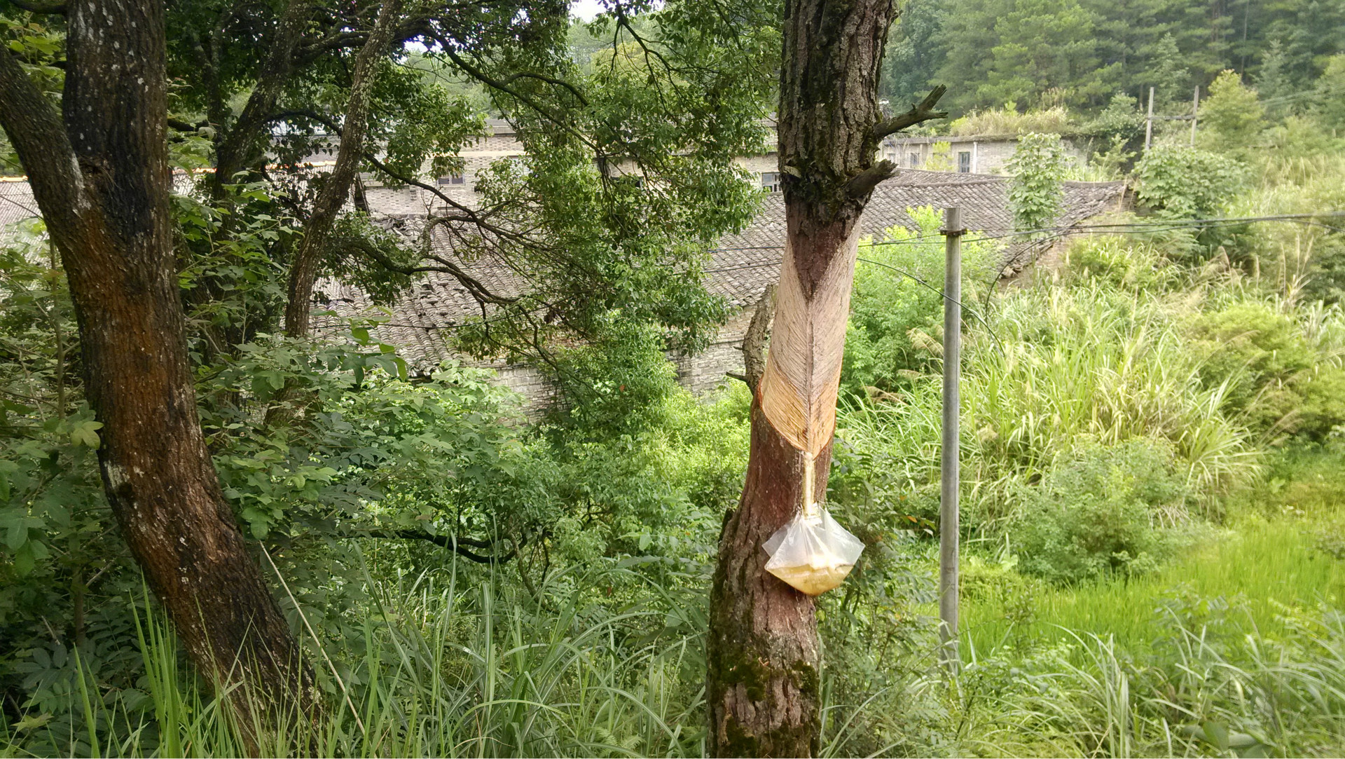 产地批发纯天然松油 松节油 松树油 化工原料