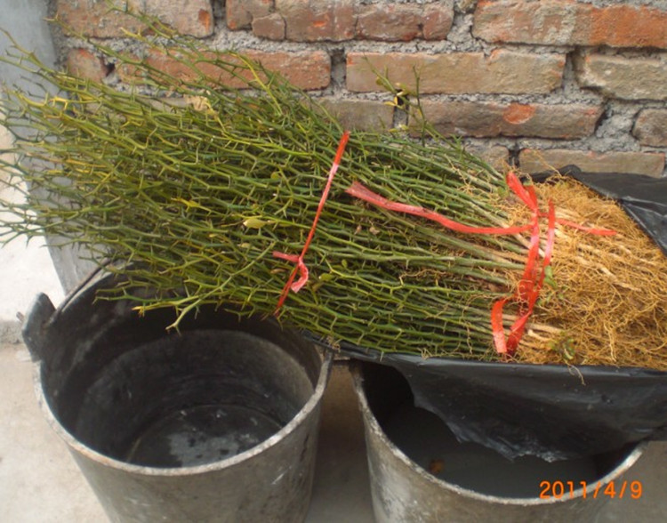 种苗、种子、种球-供应:<em>马甲刺</em>种子铁篱笆、雄